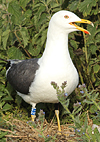 adult LBBG Dutch intergrade in September, ringed in the Netherlands. (85708 bytes)